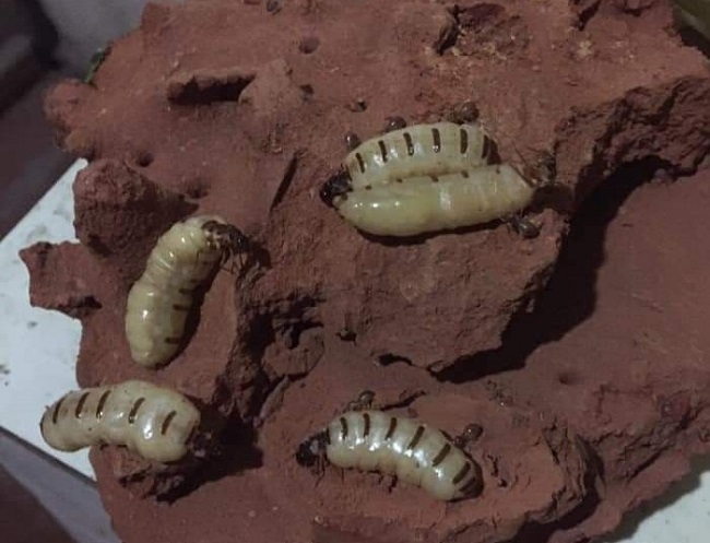 Kỳ lạ loại côn trùng chúa bán theo con, chị em mua cả chục triệu tẩm bổ cho chồng-3