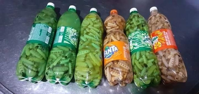 Kỳ lạ loại côn trùng chúa bán theo con, chị em mua cả chục triệu tẩm bổ cho chồng-4