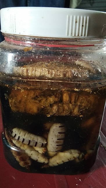 Kỳ lạ loại côn trùng chúa bán theo con, chị em mua cả chục triệu tẩm bổ cho chồng-6