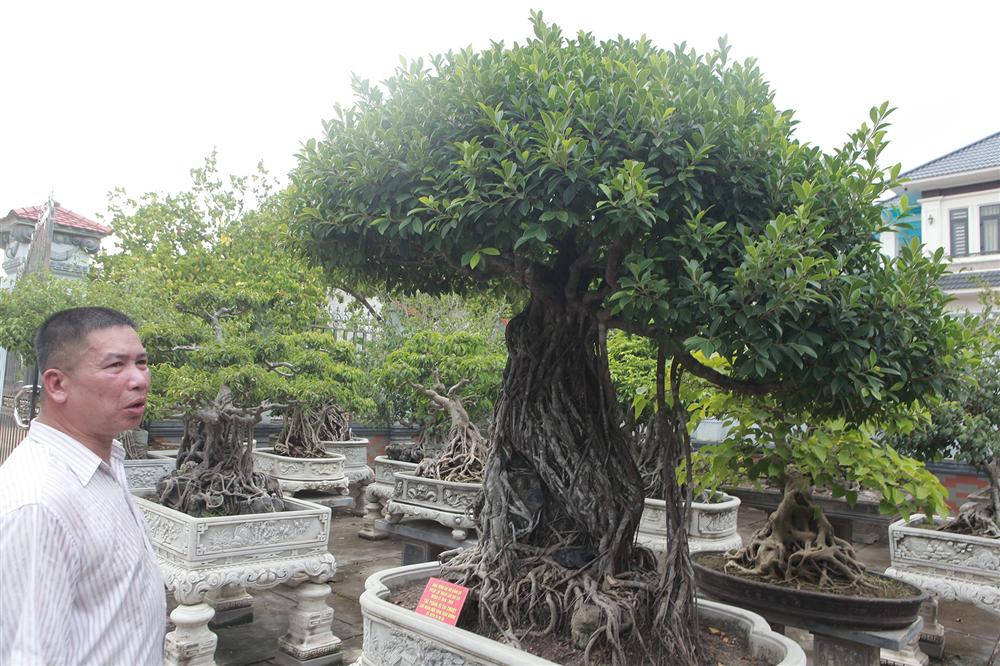 Chiêm ngưỡng bộ ba cây si cổ trị giá chục tỷ đồng của đại gia Vĩnh Phúc-4