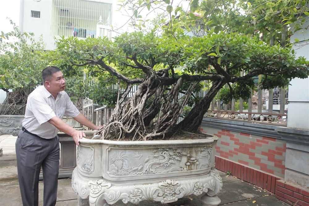 Chiêm ngưỡng bộ ba cây si cổ trị giá chục tỷ đồng của đại gia Vĩnh Phúc-9