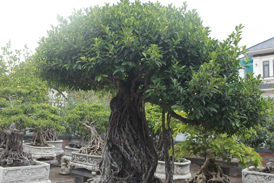 Chiêm ngưỡng bộ ba cây si cổ trị giá chục tỷ đồng của đại gia Vĩnh Phúc