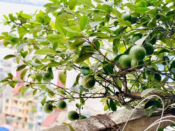Chiêm ngưỡng loạt nhà mặt phố, chung cư tiền tỷ của các MC đình đám VTV - Ảnh 6. Chiêm ngưỡng loạt nhà mặt phố, chung cư tiền tỷ của các MC đình đám VTV - Ảnh 6.