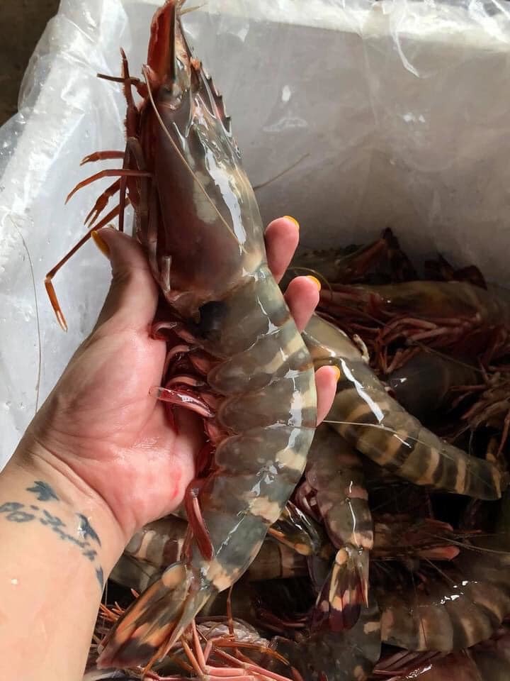 Tôm sú khổng lồ bán với giá rẻ chưa từng thấy-4