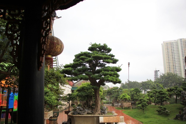 Tay chơi Hà Nội bán nhà trên phố để sở hữu cây tùng hơn 300 năm tuổi-3