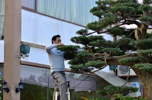 Tay chơi Hà Nội bán nhà trên phố để sở hữu cây tùng hơn 300 năm tuổi-5