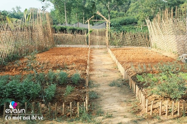 Cô gái 27 tuổi bỏ phố lên vùng sâu cất nhà 20m2, làm vườn, trồng hoa sống an yên-6