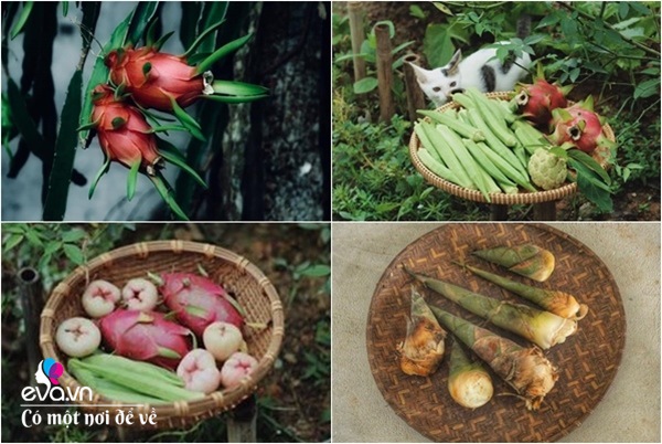 Cô gái 27 tuổi bỏ phố lên vùng sâu cất nhà 20m2, làm vườn, trồng hoa sống an yên-19