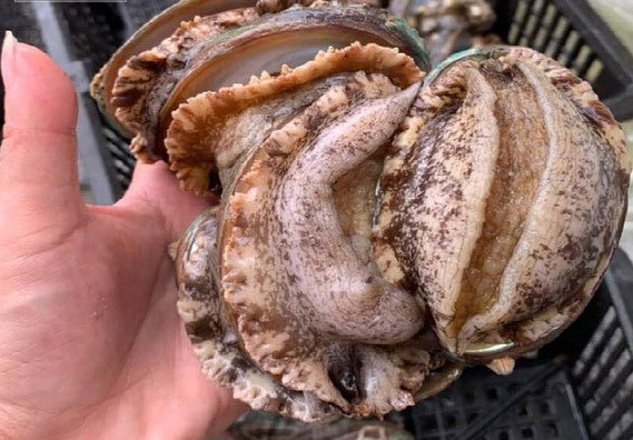 Sau tôm hùm, bào ngư, cua Hoàng đế ở Hà Nội giảm giá mạnh, siêu rẻ-2