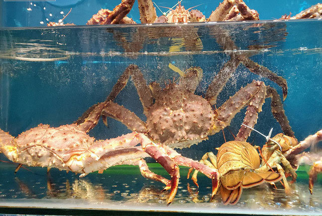 Sau tôm hùm, bào ngư, cua Hoàng đế ở Hà Nội giảm giá mạnh, siêu rẻ-1