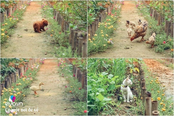 Cô gái 27 tuổi bỏ phố lên vùng sâu cất nhà 20m2, làm vườn, trồng hoa sống an yên-21