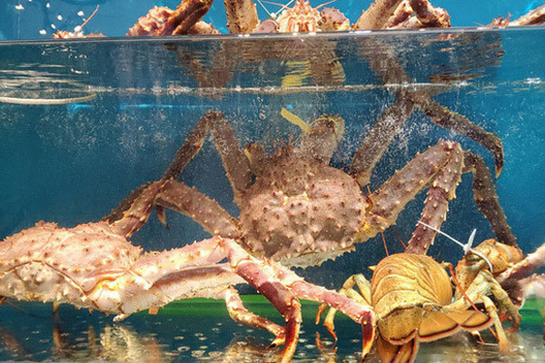 Bào ngư Hàn Quốc giá rẻ như rau bán đầy chợ mạng, thực hư thế nào?-4