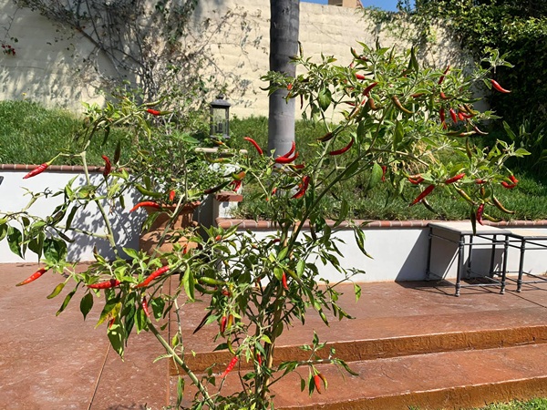 Giữa ồn ào chuyện con trai Ngô Kiến Huy, Thanh Thảo khoe vườn nhà xanh mát trong biệt thự triệu đô ở Mỹ-1