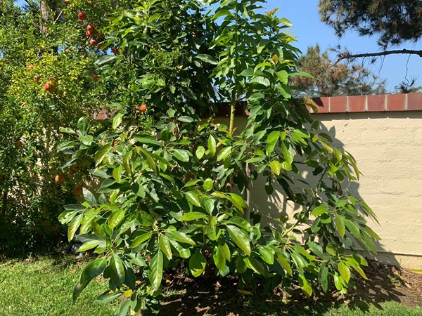 Giữa ồn ào chuyện con trai Ngô Kiến Huy, Thanh Thảo khoe vườn nhà xanh mát trong biệt thự triệu đô ở Mỹ-15