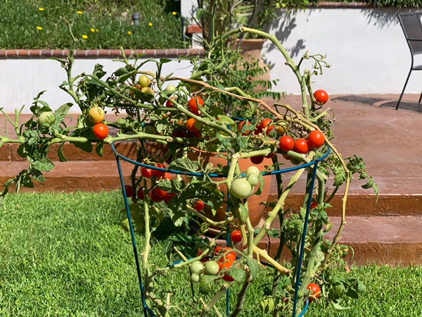 Giữa ồn ào chuyện con trai Ngô Kiến Huy, Thanh Thảo khoe vườn nhà xanh mát trong biệt thự triệu đô ở Mỹ-16