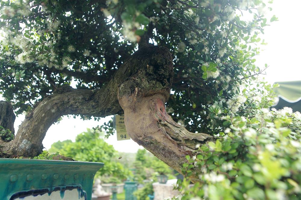 Choáng ngợp với bộ sưu tập Hòn ngọc Viễn Đông tiền tỷ giữa lòng Hà Nội-3