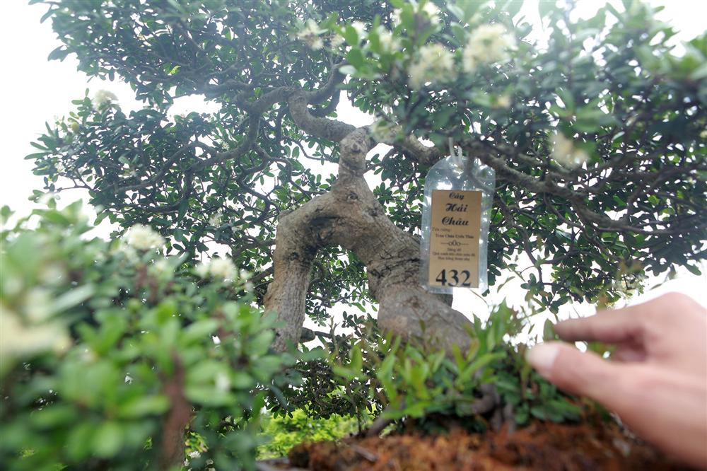 Choáng ngợp với bộ sưu tập Hòn ngọc Viễn Đông tiền tỷ giữa lòng Hà Nội-6