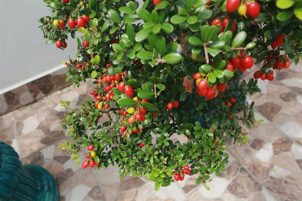 Choáng ngợp với bộ sưu tập Hòn ngọc Viễn Đông tiền tỷ giữa lòng Hà Nội-11