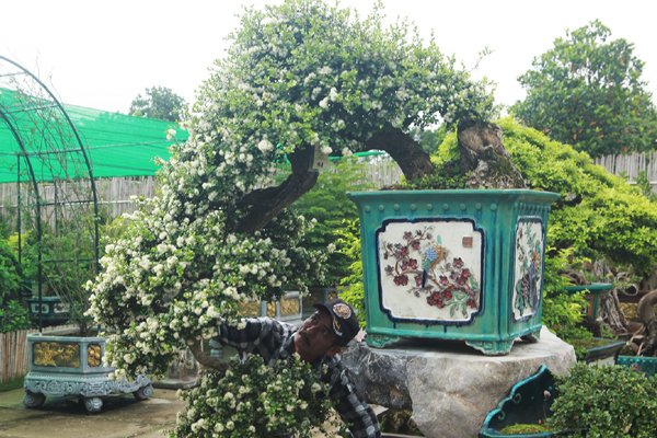 Lộ diện cây si đỏ Nhất trụ liên chi khiến nhiều đại gia mê mẩn-6