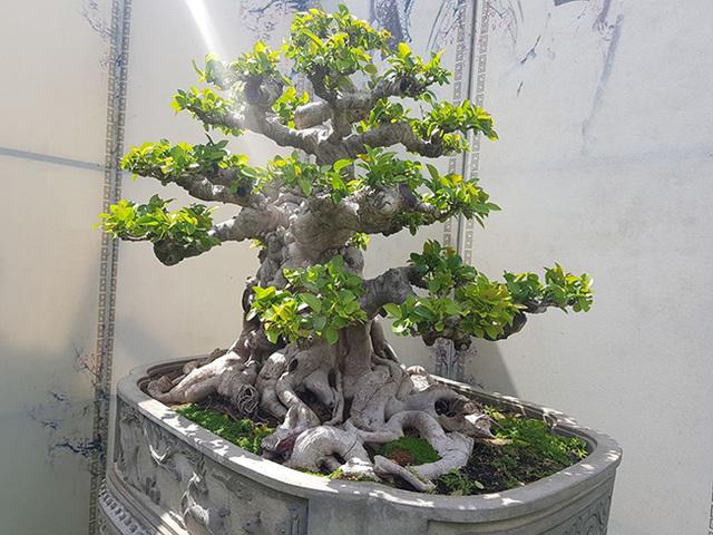 Lộ diện cây si đỏ Nhất trụ liên chi khiến nhiều đại gia mê mẩn-1