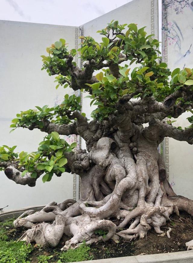 Lộ diện cây si đỏ Nhất trụ liên chi khiến nhiều đại gia mê mẩn-2