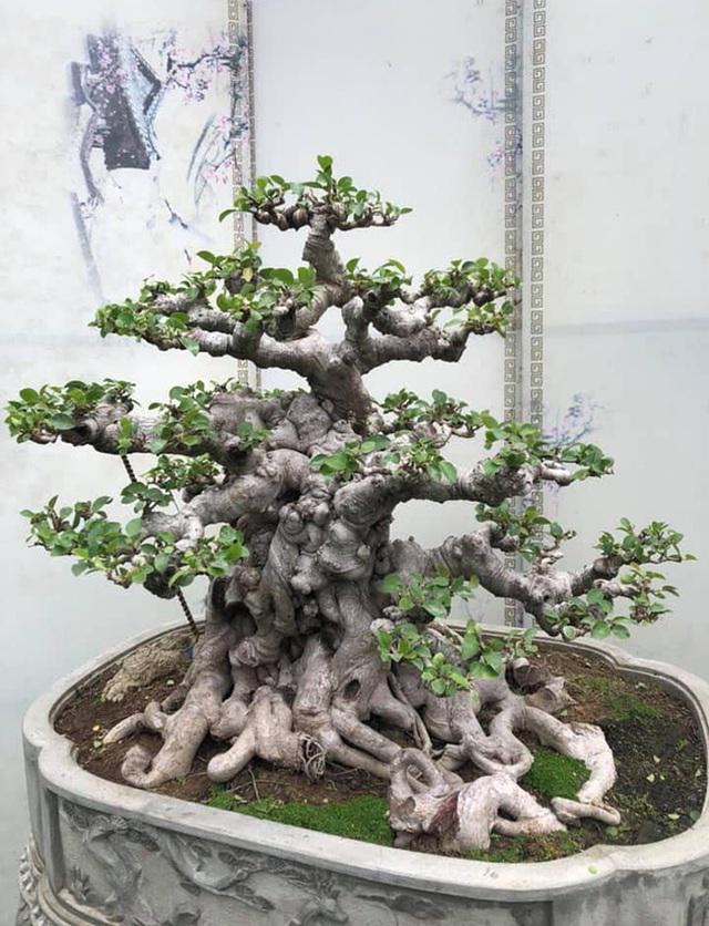 Lộ diện cây si đỏ Nhất trụ liên chi khiến nhiều đại gia mê mẩn-3