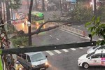 Nạn nhân bị cây xanh bật gốc đè trúng trong cơn mưa lớn ở Sài Gòn đã tử vong-2