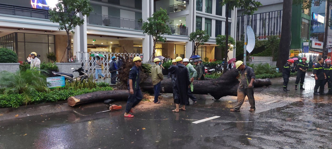 TP.HCM: Cây xanh trước trường ĐH bật gốc đổ ra đường đè nát xe máy, nam thanh niên bị thương nặng-5