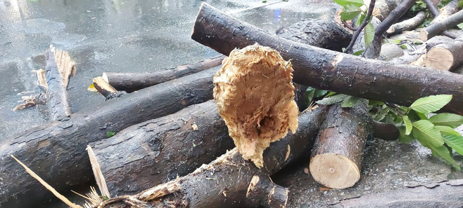 TP.HCM: Cây xanh trước trường ĐH bật gốc đổ ra đường đè nát xe máy, nam thanh niên bị thương nặng-4