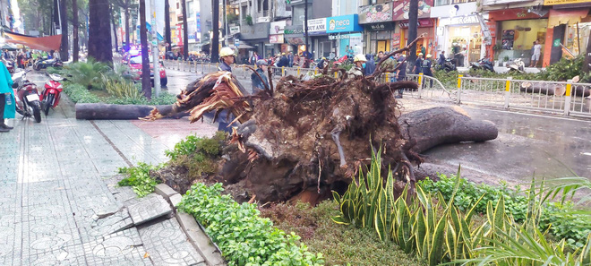 TP.HCM: Cây xanh trước trường ĐH bật gốc đổ ra đường đè nát xe máy, nam thanh niên bị thương nặng-3