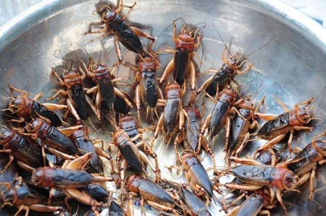 Dế mèn chu du trên bàn nhậu, muốn ăn phải xếp hàng chờ-1