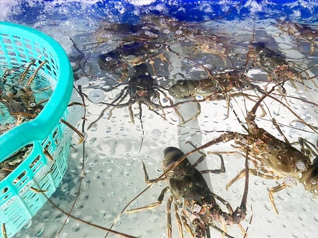 Hải sản hạng sang tụt giá liên tục vì dịch Covid-19 kéo dài-1