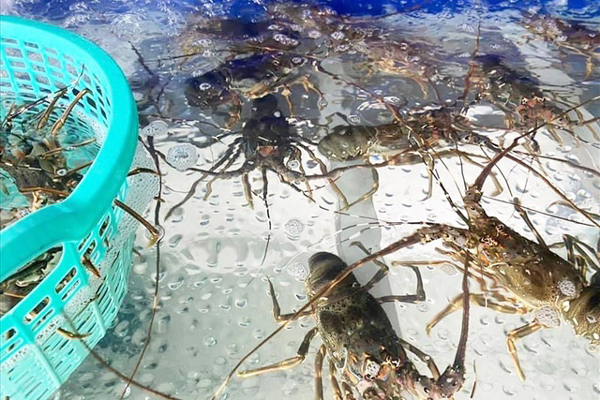 Xuất hiện ốc biển khổng lồ” trên chợ mạng với giá lên đến nửa triệu đồng/con-6