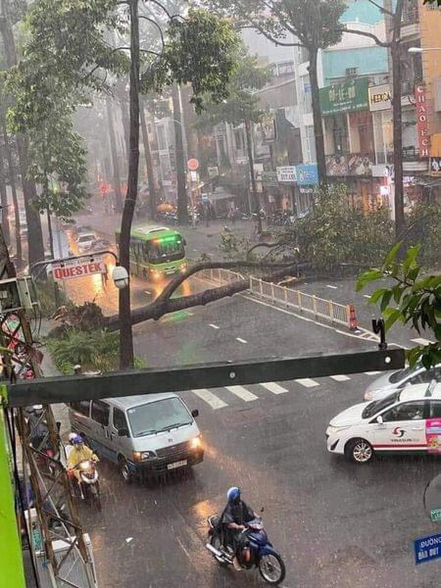 Nạn nhân bị cây xanh bật gốc đè trúng trong cơn mưa lớn ở Sài Gòn đã tử vong-1