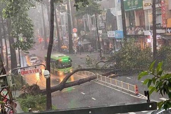 Nạn nhân bị cây xanh bật gốc đè trúng trong cơn mưa lớn ở Sài Gòn đã tử vong