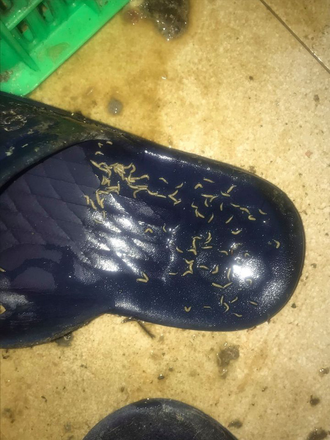 Nhân viên cũ tiết lộ bí mật kinh hoàng trong lò bánh mì nổi tiếng Sài Gòn: Giòi và cả bé na ngoe nguẩy trong khu chế biến, dùng thịt bò ôi thiu làm nhân bánh?-5