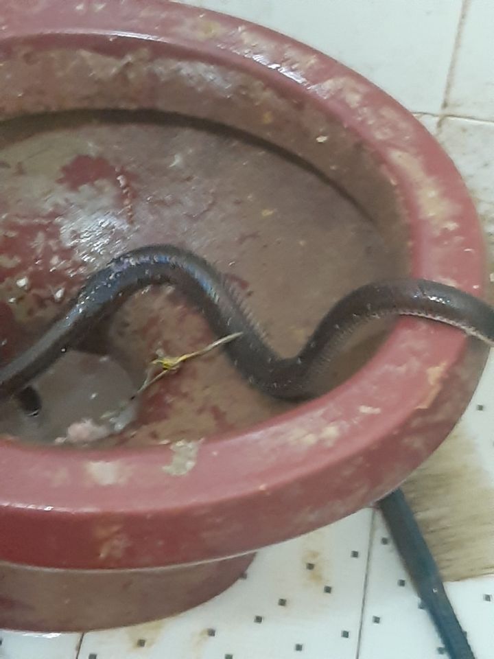 Nhân viên cũ tiết lộ bí mật kinh hoàng trong lò bánh mì nổi tiếng Sài Gòn: Giòi và cả bé na ngoe nguẩy trong khu chế biến, dùng thịt bò ôi thiu làm nhân bánh?-2