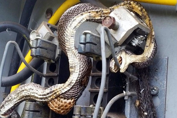 Nữ đại gia thích cặp trai trẻ ôm núi tiền sau 5 đời chồng gây ồn ào-13