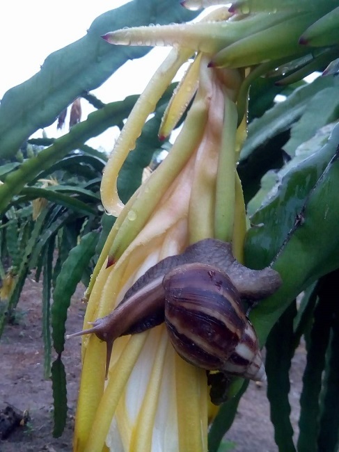 Loài ốc thảm họa, ám ảnh nhiều người được lùng mua giá đắt gấp đôi thịt bò-1