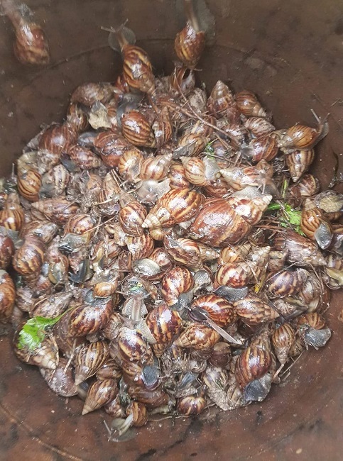 Loài ốc thảm họa, ám ảnh nhiều người được lùng mua giá đắt gấp đôi thịt bò-2