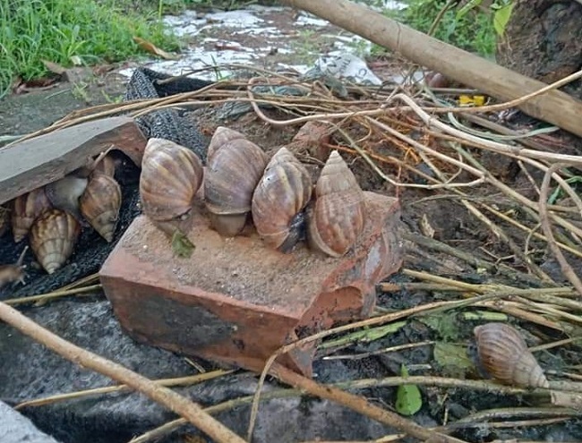 Loài ốc thảm họa, ám ảnh nhiều người được lùng mua giá đắt gấp đôi thịt bò-3