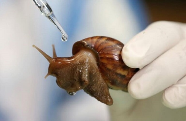 Loài ốc thảm họa, ám ảnh nhiều người được lùng mua giá đắt gấp đôi thịt bò-5