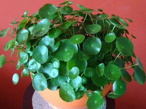 3 loài hoa thịnh vượng, điềm lành và sung túc trồng trong nhà không phải ai cũng biết-1