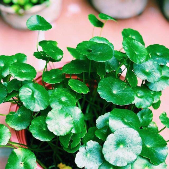 3 loài hoa thịnh vượng, điềm lành và sung túc trồng trong nhà không phải ai cũng biết-2