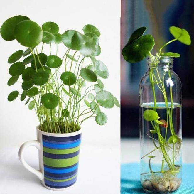 3 loài hoa thịnh vượng, điềm lành và sung túc trồng trong nhà không phải ai cũng biết-3