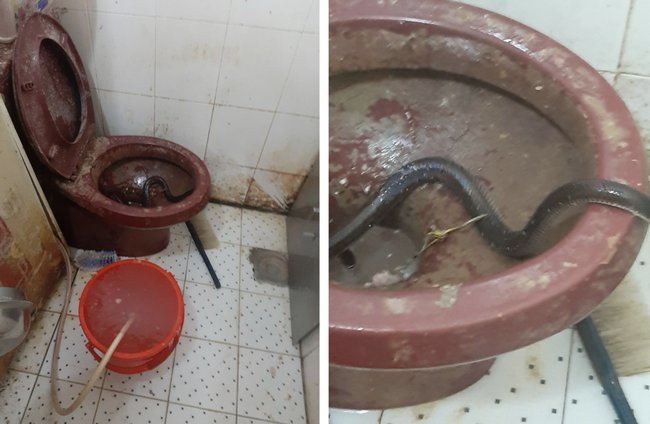 Vụ lò bánh mì ở Sài Gòn bị tố dùng thịt bẩn làm nhân, khu chế biến có giòi ngoe nguẩy: Chủ lò cũng không biết bé na ở đâu ra-12