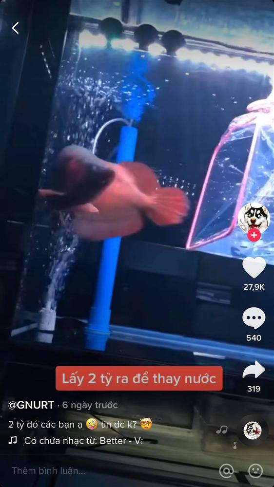 Cất 2 tỷ bên trong bể cá cảnh, ông chủ mỗi lần thay nước đều phải rón rén làm một công việc vô cùng vất vả-1