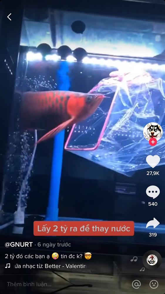 Cất 2 tỷ bên trong bể cá cảnh, ông chủ mỗi lần thay nước đều phải rón rén làm một công việc vô cùng vất vả-2