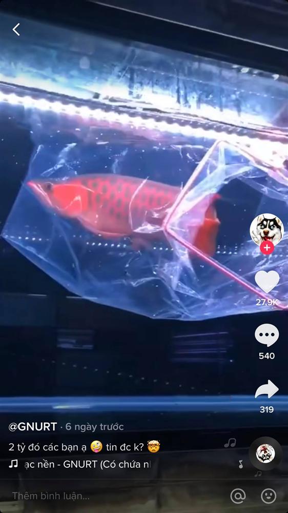 Cất 2 tỷ bên trong bể cá cảnh, ông chủ mỗi lần thay nước đều phải rón rén làm một công việc vô cùng vất vả-3