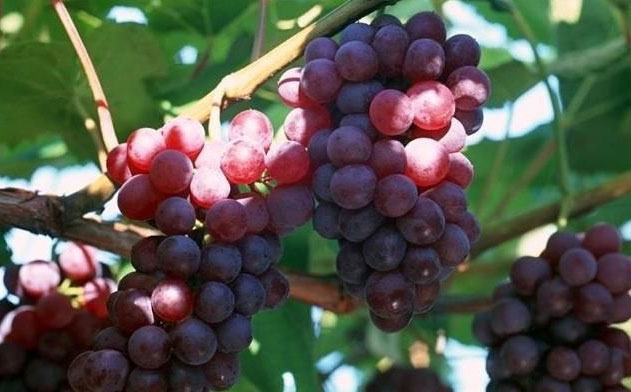 Bà bầu thường xuyên ăn những loại trái cây này em bé sinh ra có sức đề kháng tốt, trí não thông minh-4